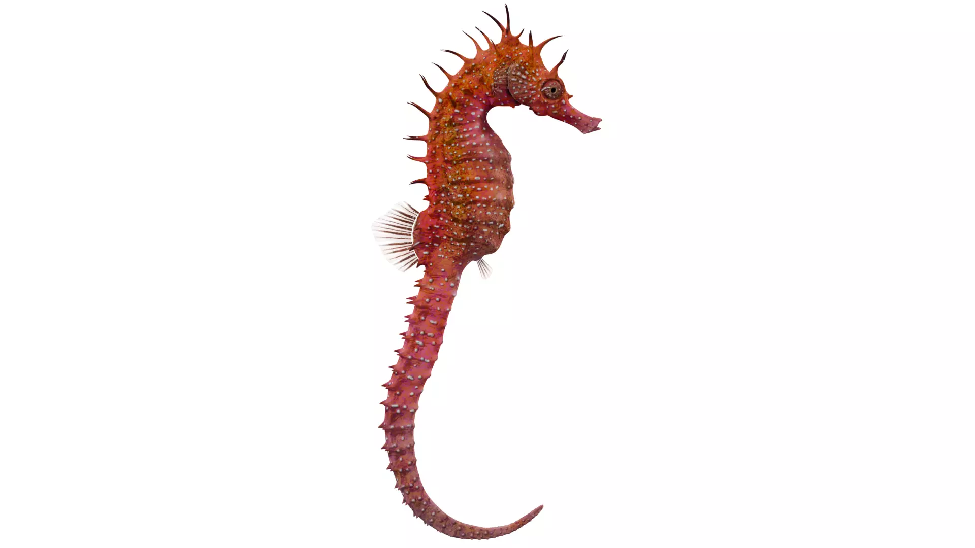 Seahorse 3D model_5