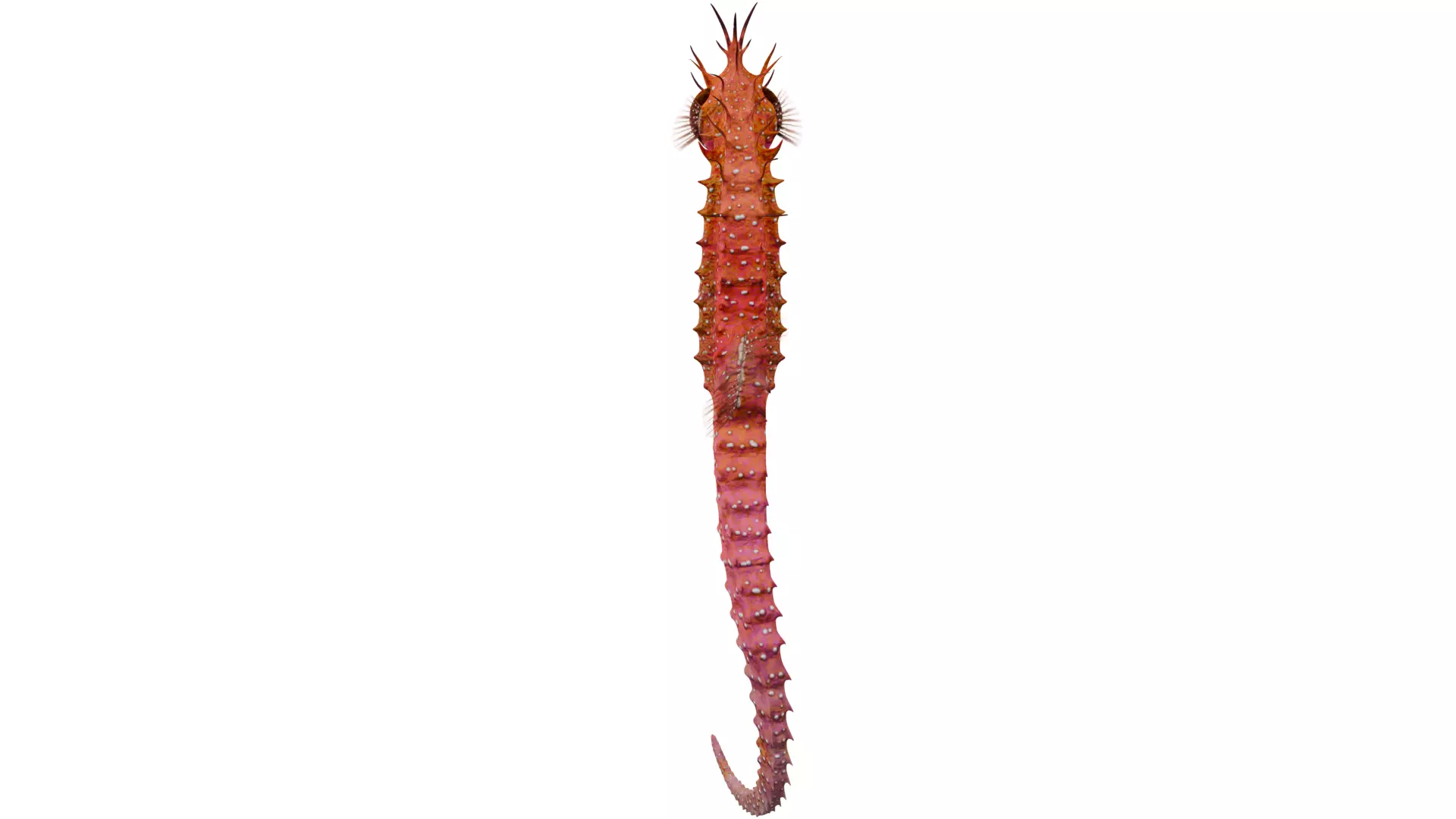 Seahorse 3D model_3