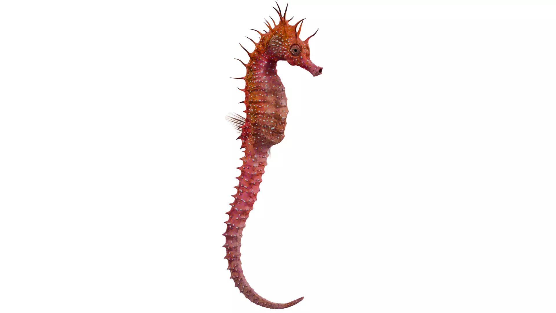 Seahorse 3D model_6