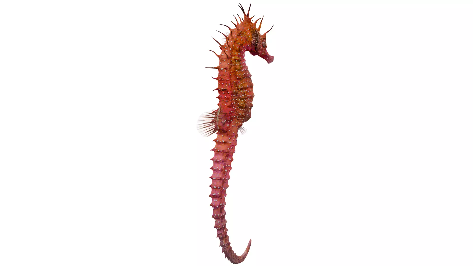 Seahorse 3D model_4