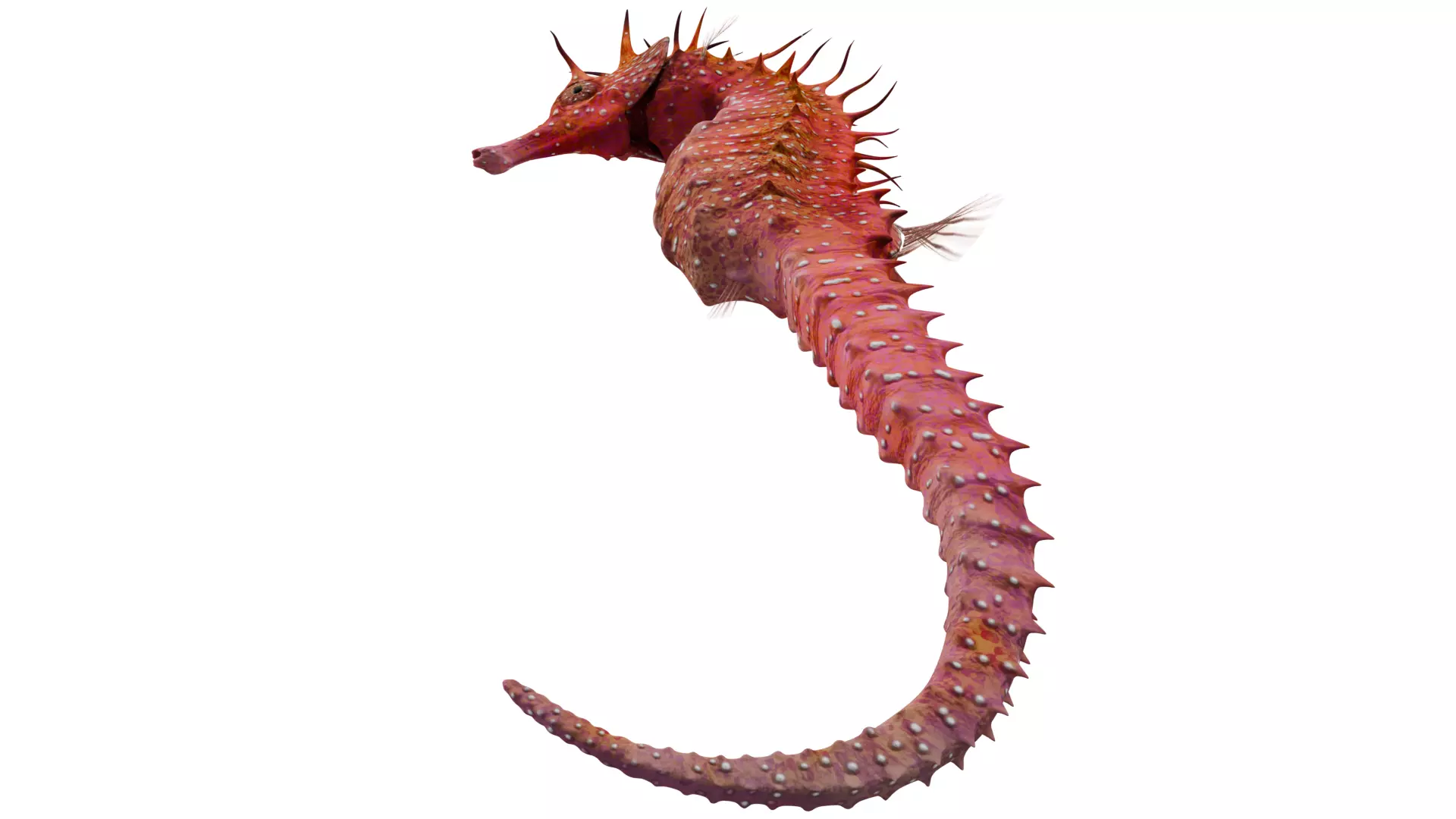 Seahorse 3D model_8