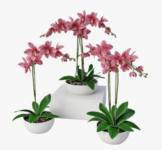 Orchids set 3D model