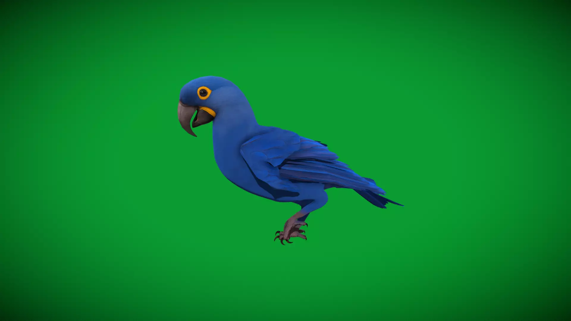 Hyacinth Macaw Parrot Low-poly 3D model_25