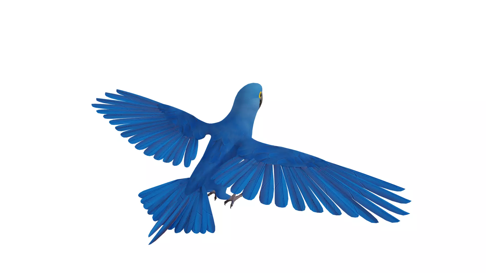 Hyacinth Macaw Parrot Low-poly 3D model_51