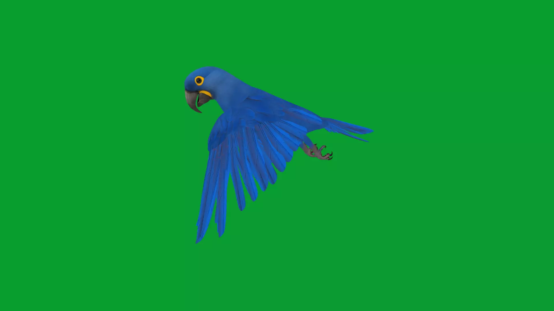 Hyacinth Macaw Parrot Low-poly 3D model_19