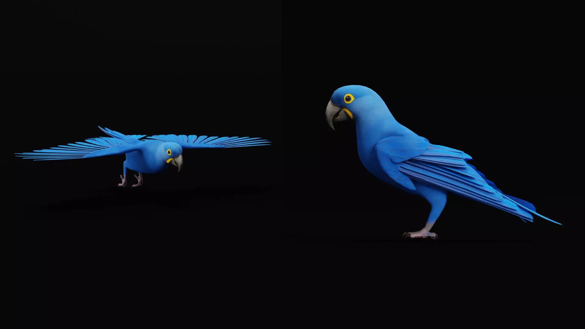 Hyacinth Macaw Parrot Low-poly 3D model_21