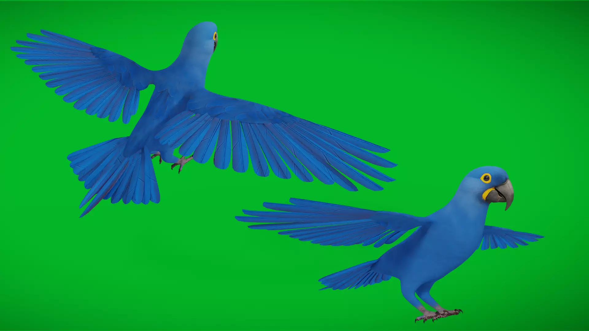 Hyacinth Macaw Parrot Low-poly 3D model_4