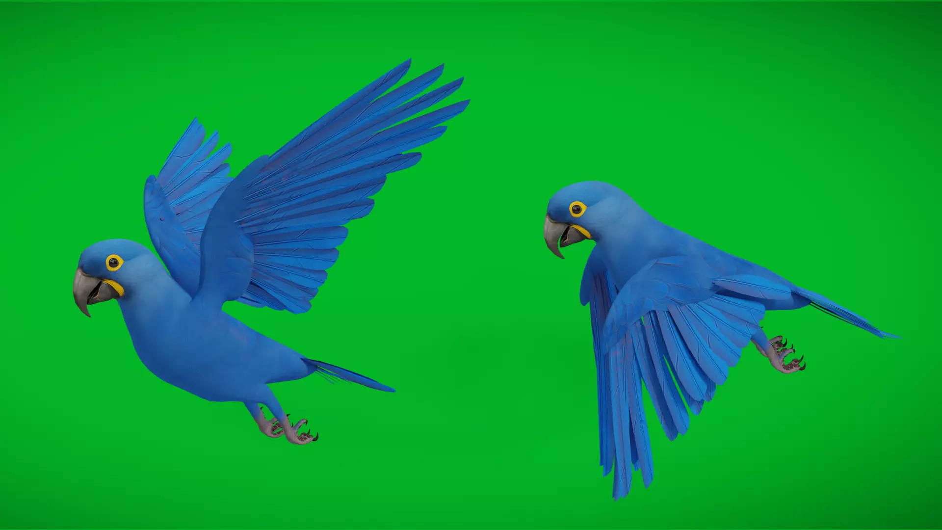 Hyacinth Macaw Parrot Low-poly 3D model_3