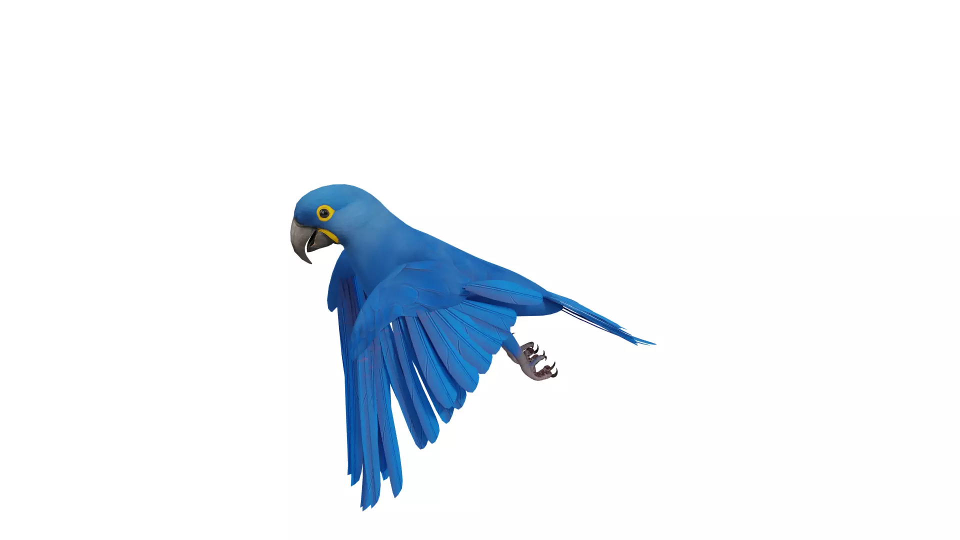 Hyacinth Macaw Parrot Low-poly 3D model_44