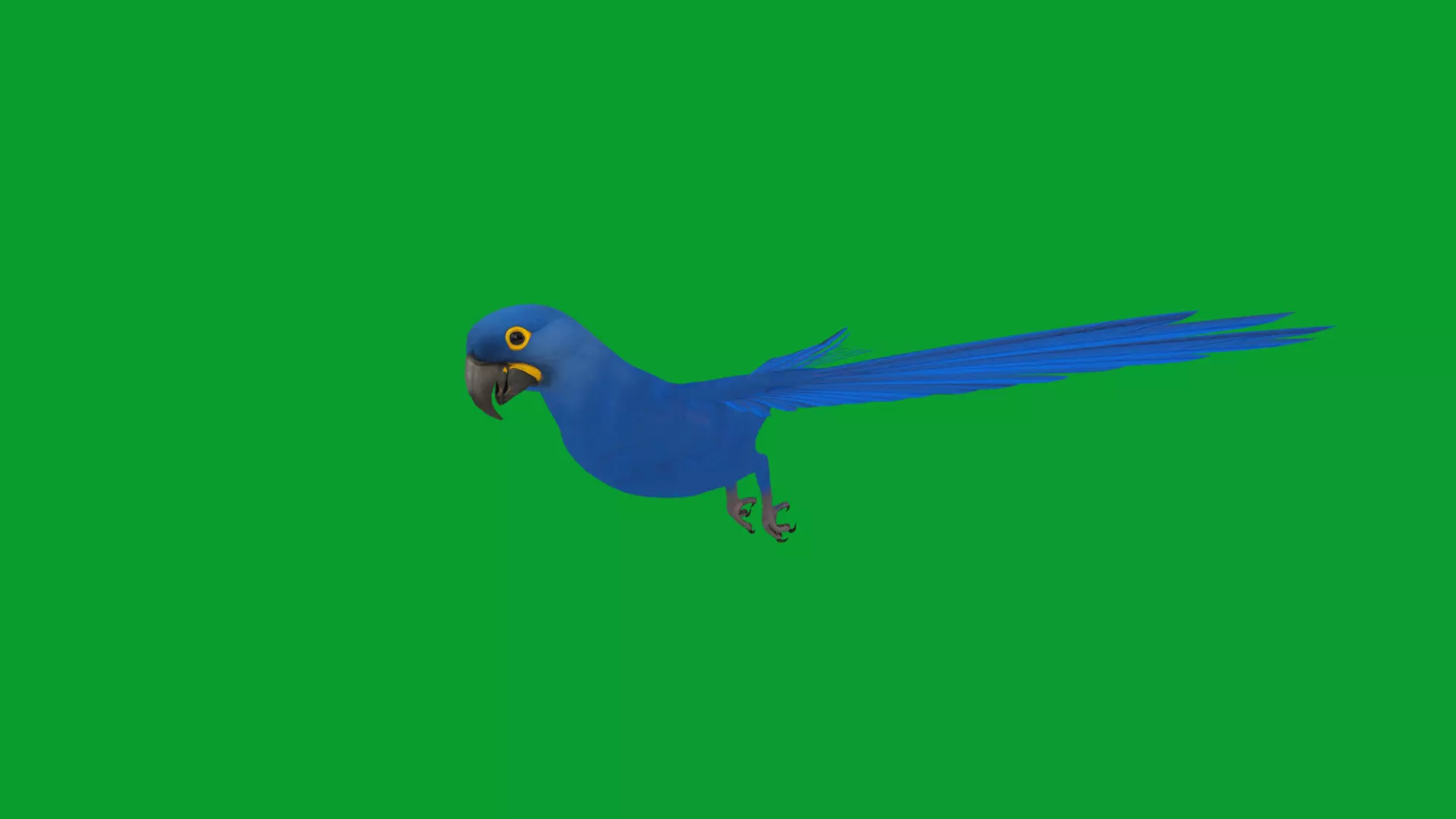 Hyacinth Macaw Parrot Low-poly 3D model_12