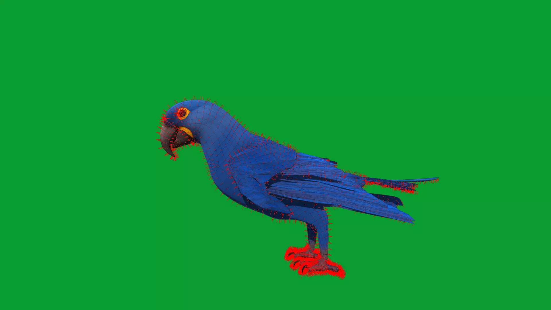 Hyacinth Macaw Parrot Low-poly 3D model_16