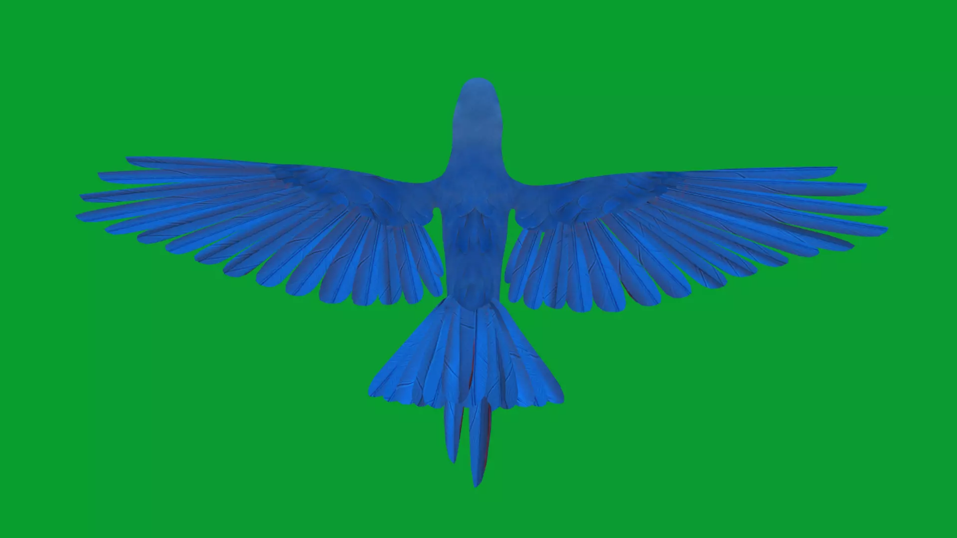 Hyacinth Macaw Parrot Low-poly 3D model_30
