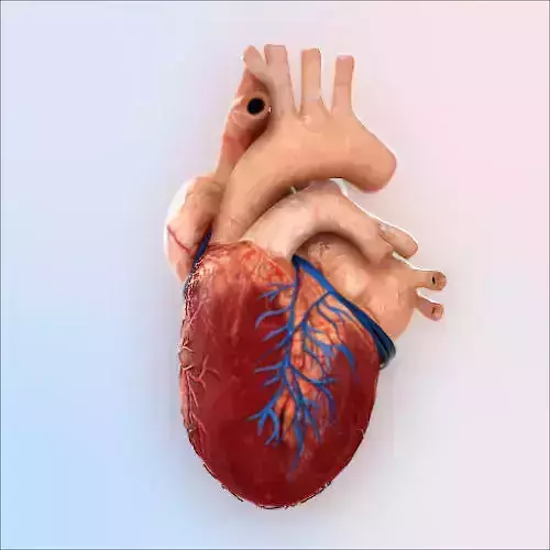 Human Heart 3D model