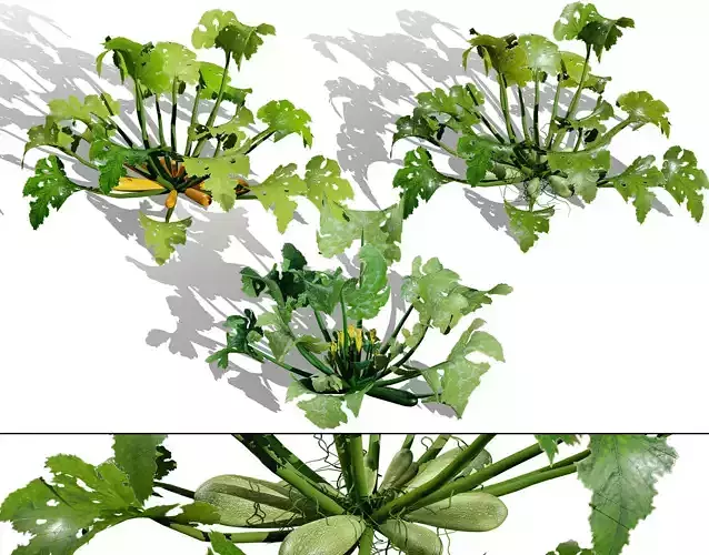 Moroccan Zucchini Vegetable Plants Low-poly 3D model