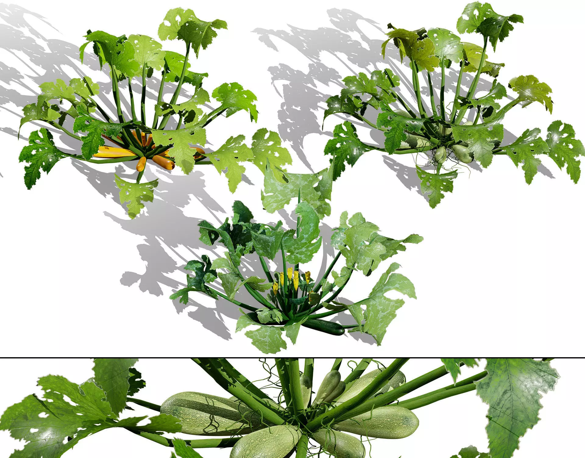 Moroccan Zucchini Vegetable Plants Low-poly 3D model_0