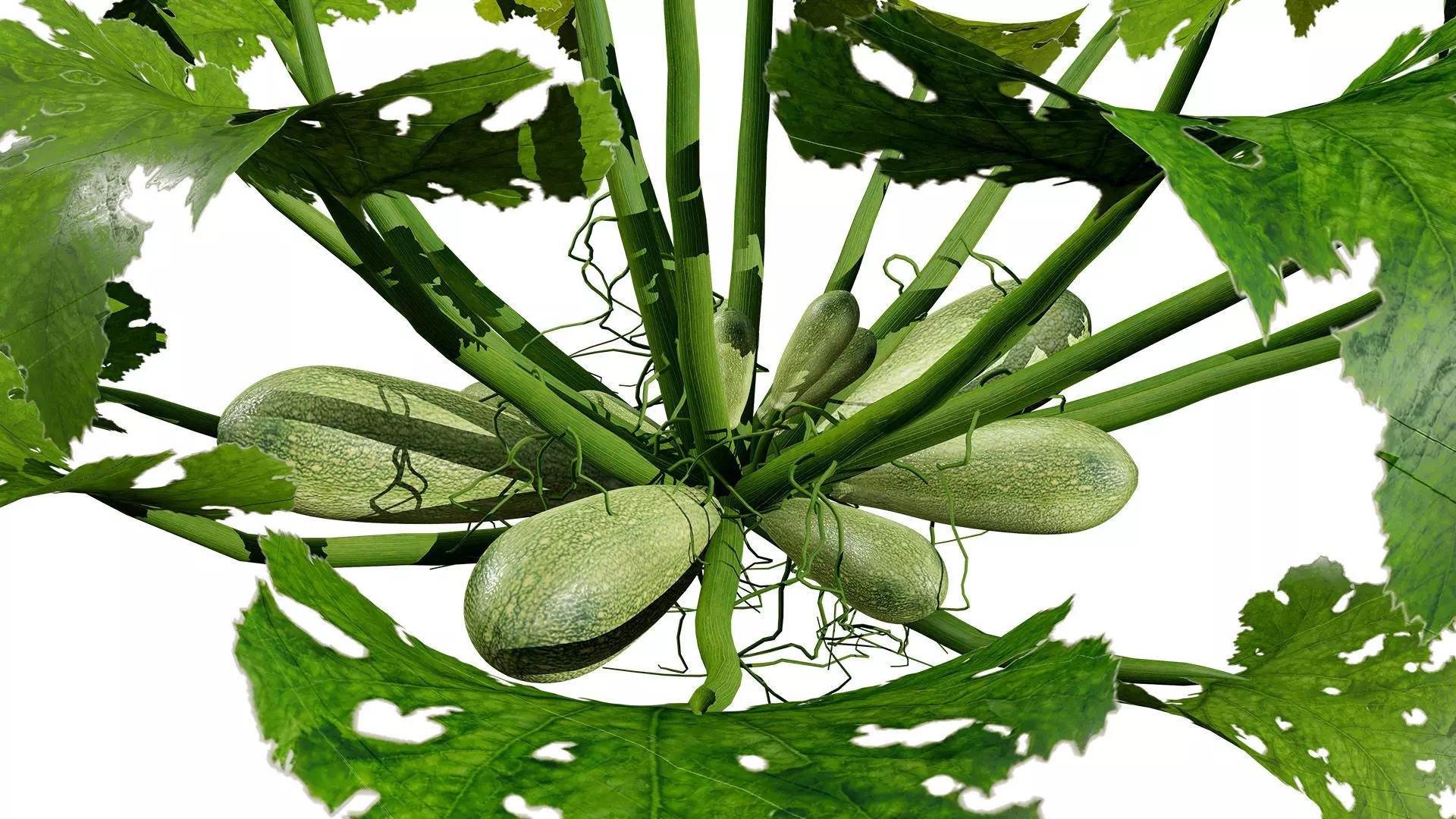 Moroccan Zucchini Vegetable Plants Low-poly 3D model_8