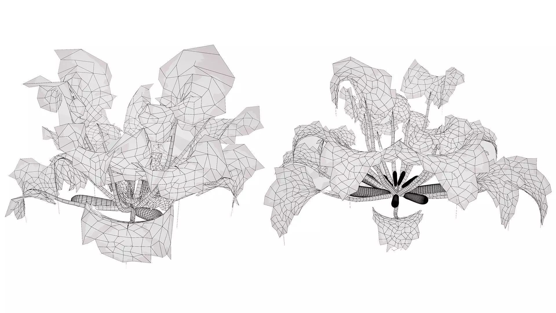 Moroccan Zucchini Vegetable Plants Low-poly 3D model_12