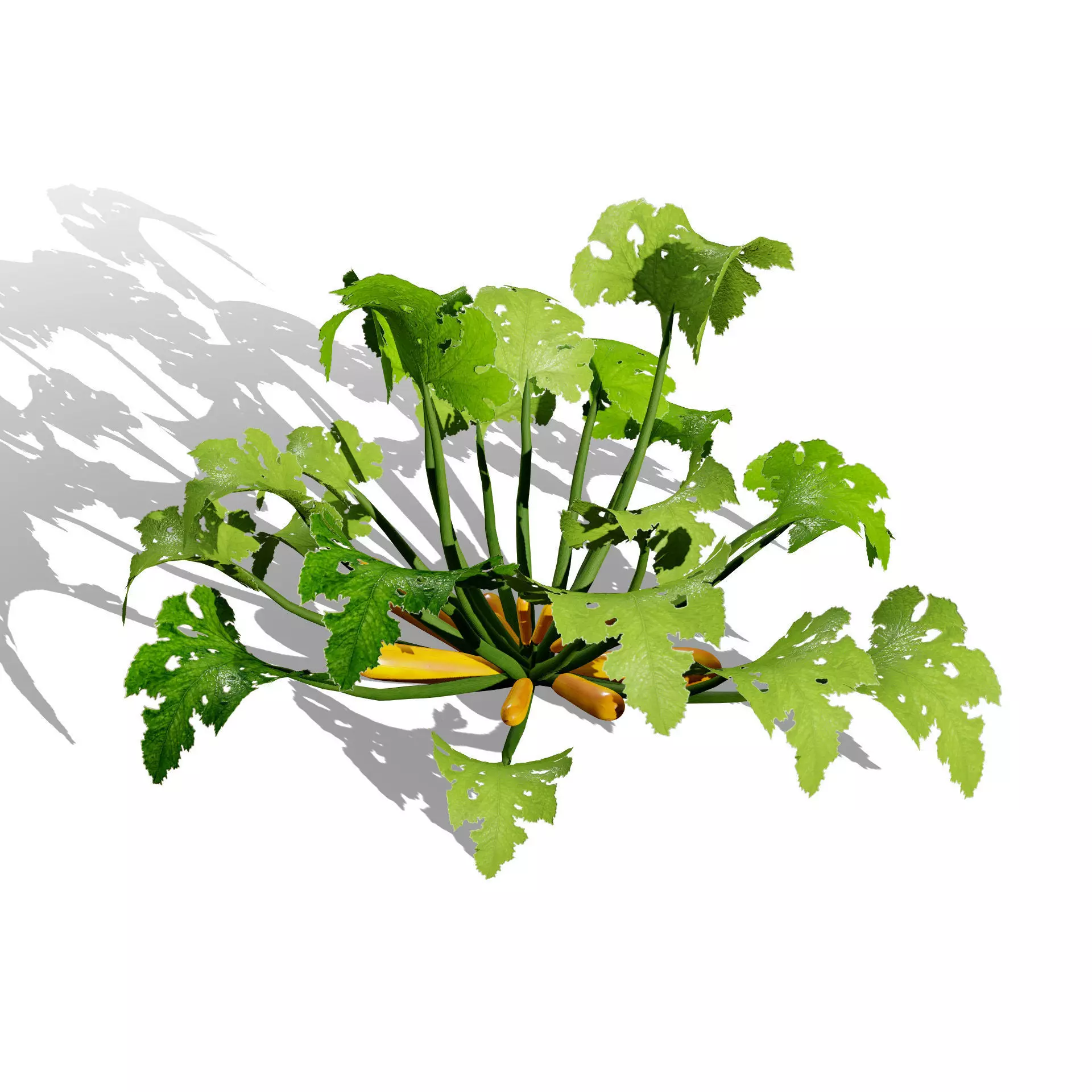 Moroccan Zucchini Vegetable Plants Low-poly 3D model_7
