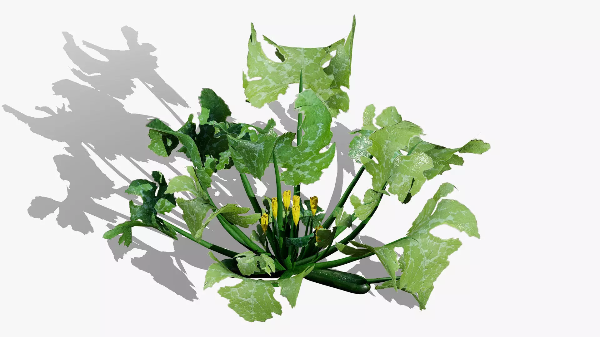 Moroccan Zucchini Vegetable Plants Low-poly 3D model_4