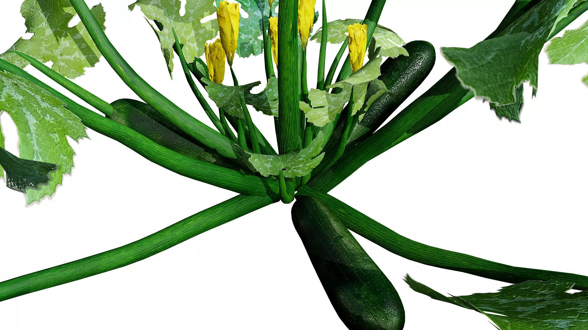 Moroccan Zucchini Vegetable Plants Low-poly 3D model_11