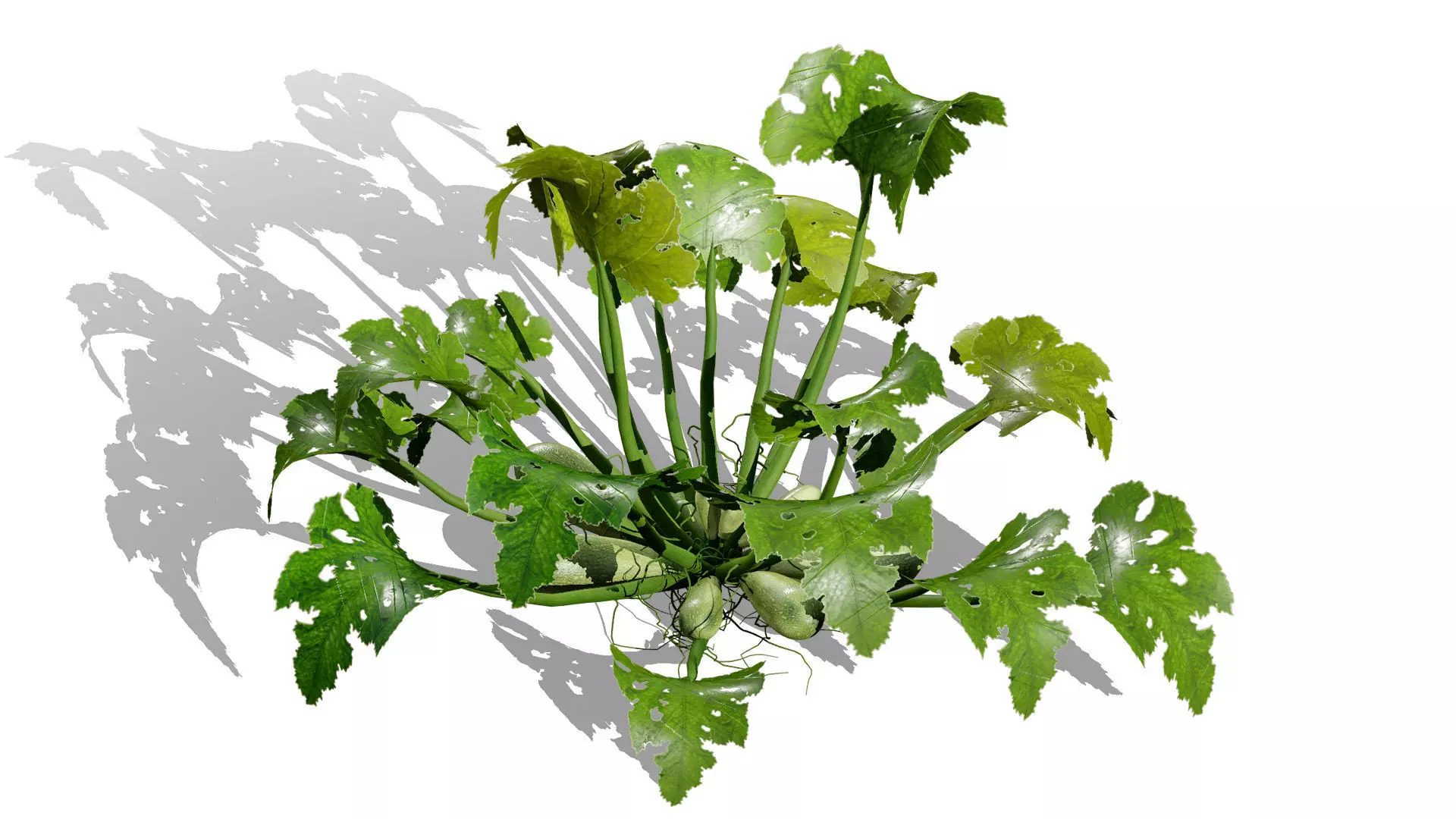 Moroccan Zucchini Vegetable Plants Low-poly 3D model_2