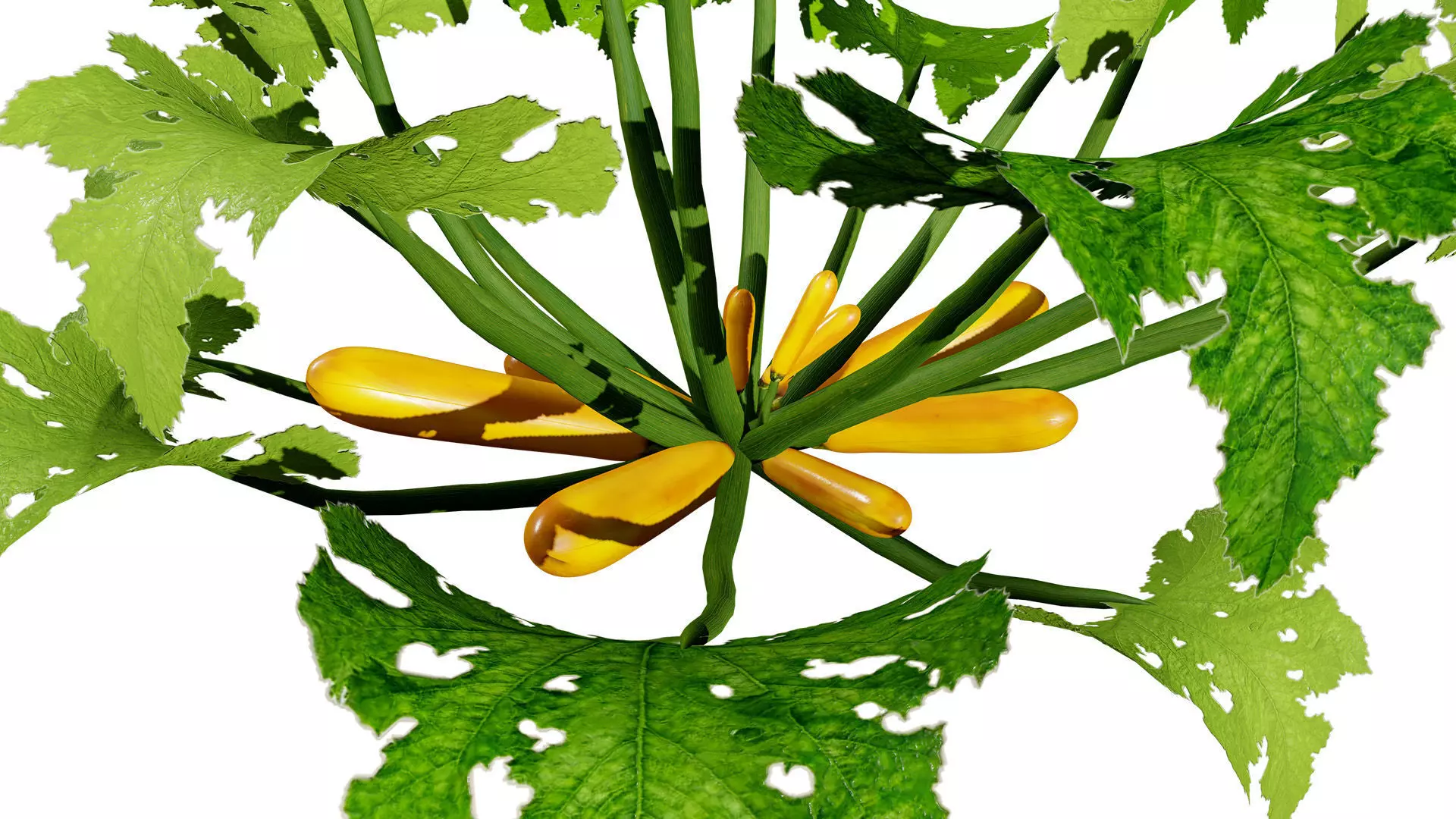 Moroccan Zucchini Vegetable Plants Low-poly 3D model_6