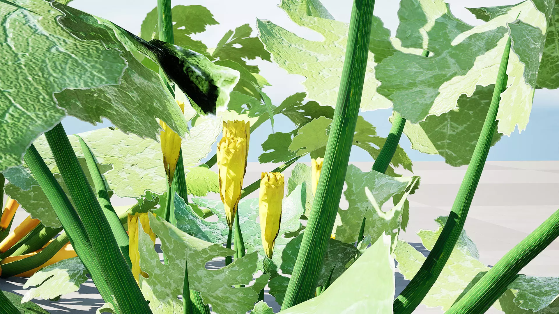 Moroccan Zucchini Vegetable Plants Low-poly 3D model_10