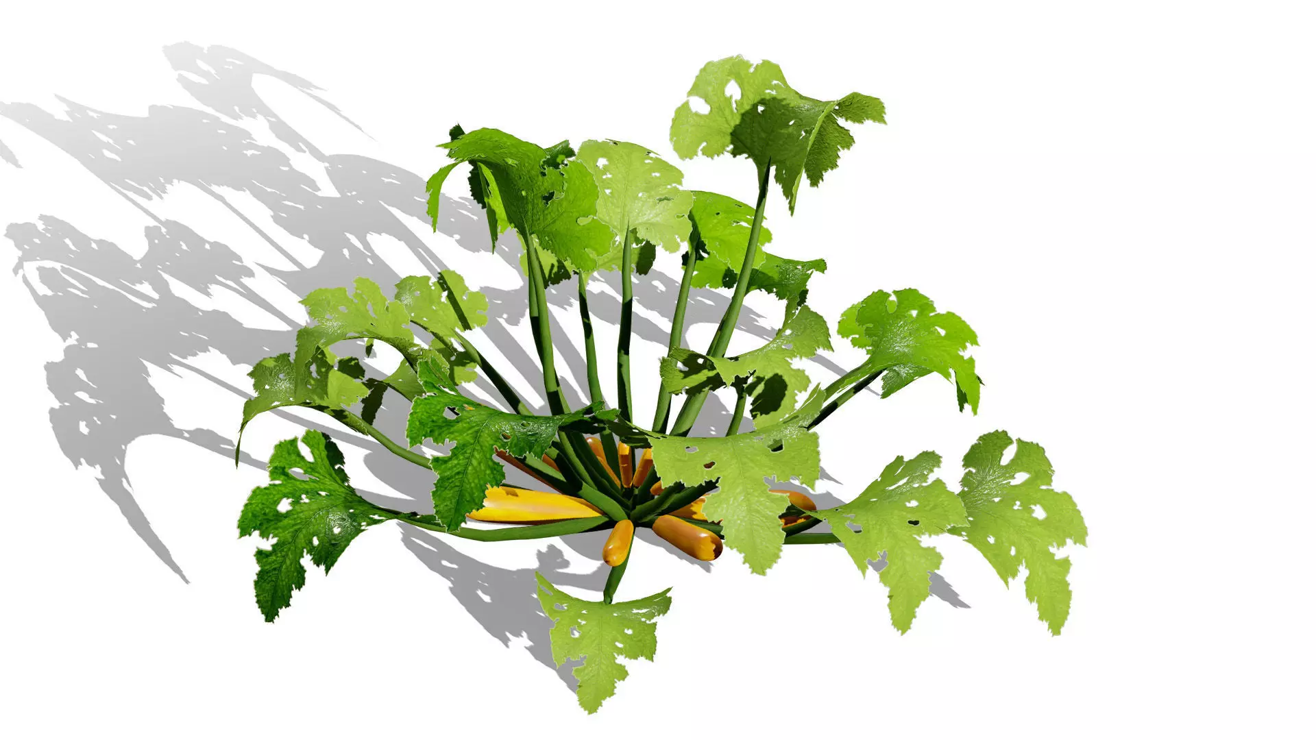 Moroccan Zucchini Vegetable Plants Low-poly 3D model_5