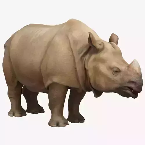 Indian Rhinoceros 