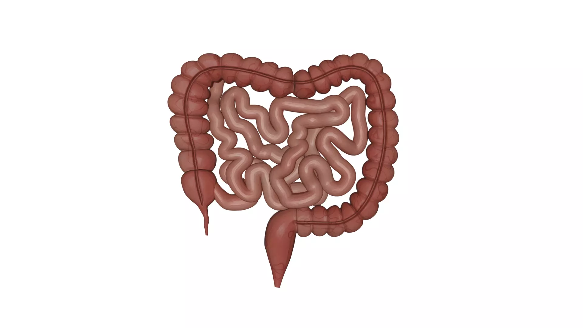 Human Intestine Low-poly 3D model_2