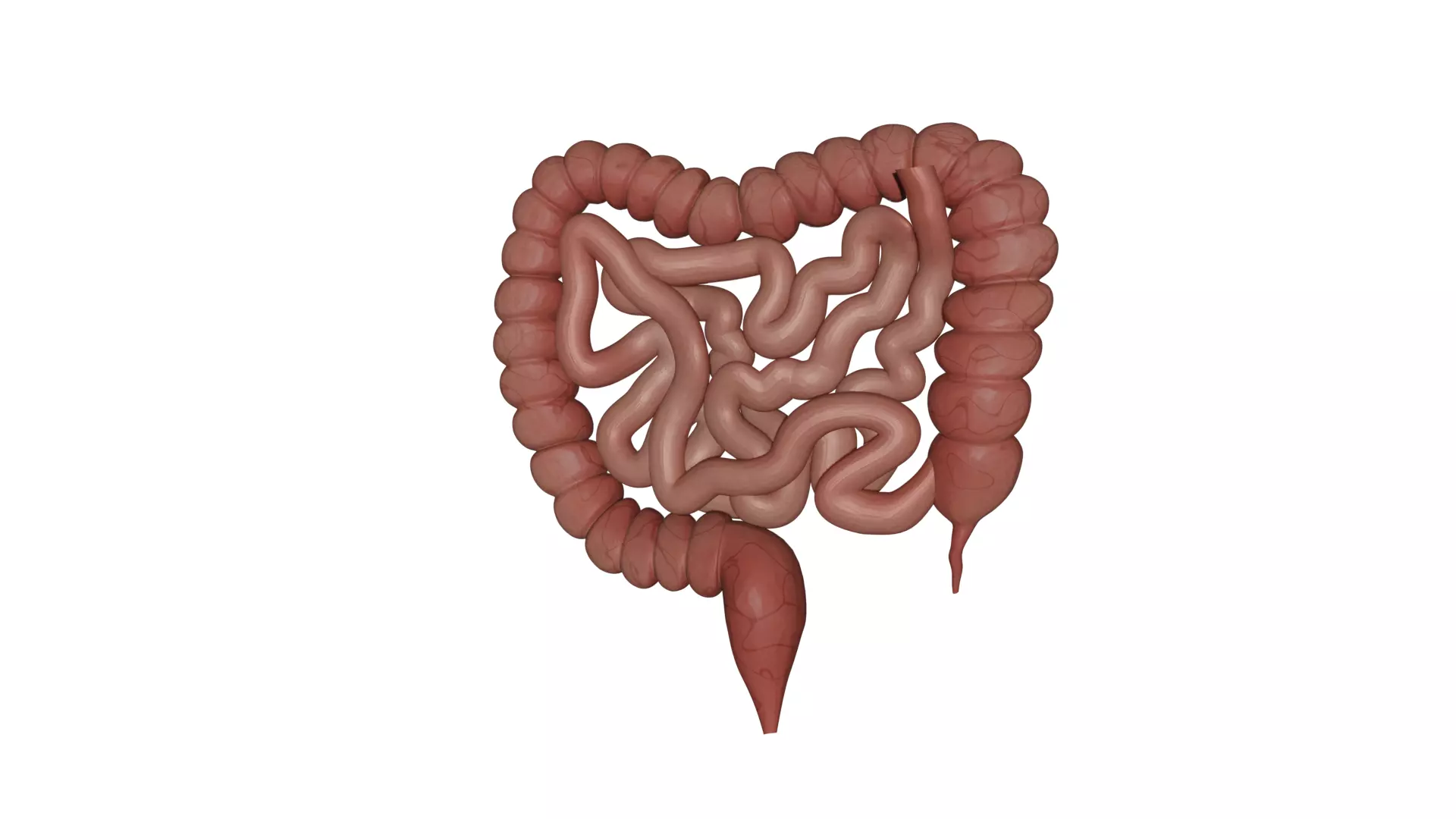 Human Intestine Low-poly 3D model_0