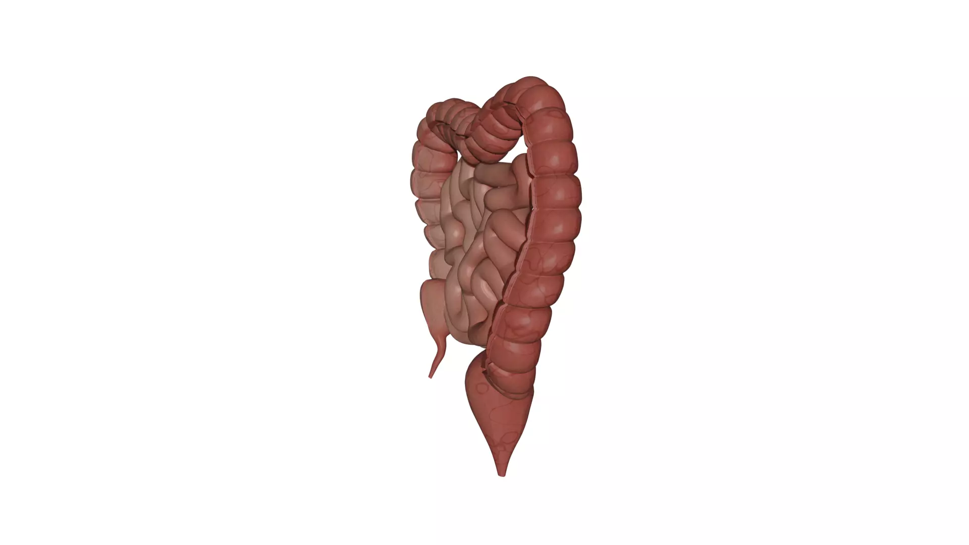 Human Intestine Low-poly 3D model_1