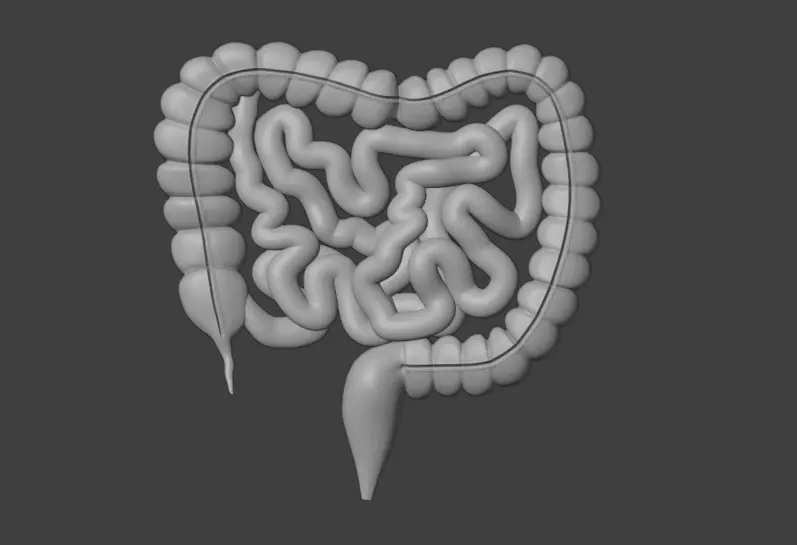 Human Intestine Low-poly 3D model_3