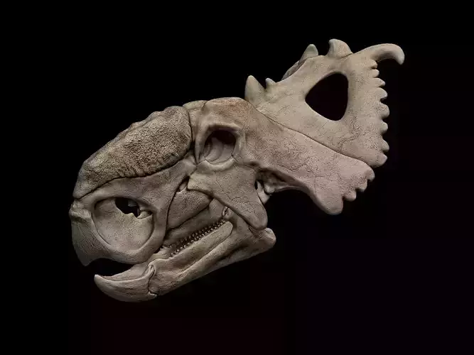 Pachyrhinosaurus Skull
