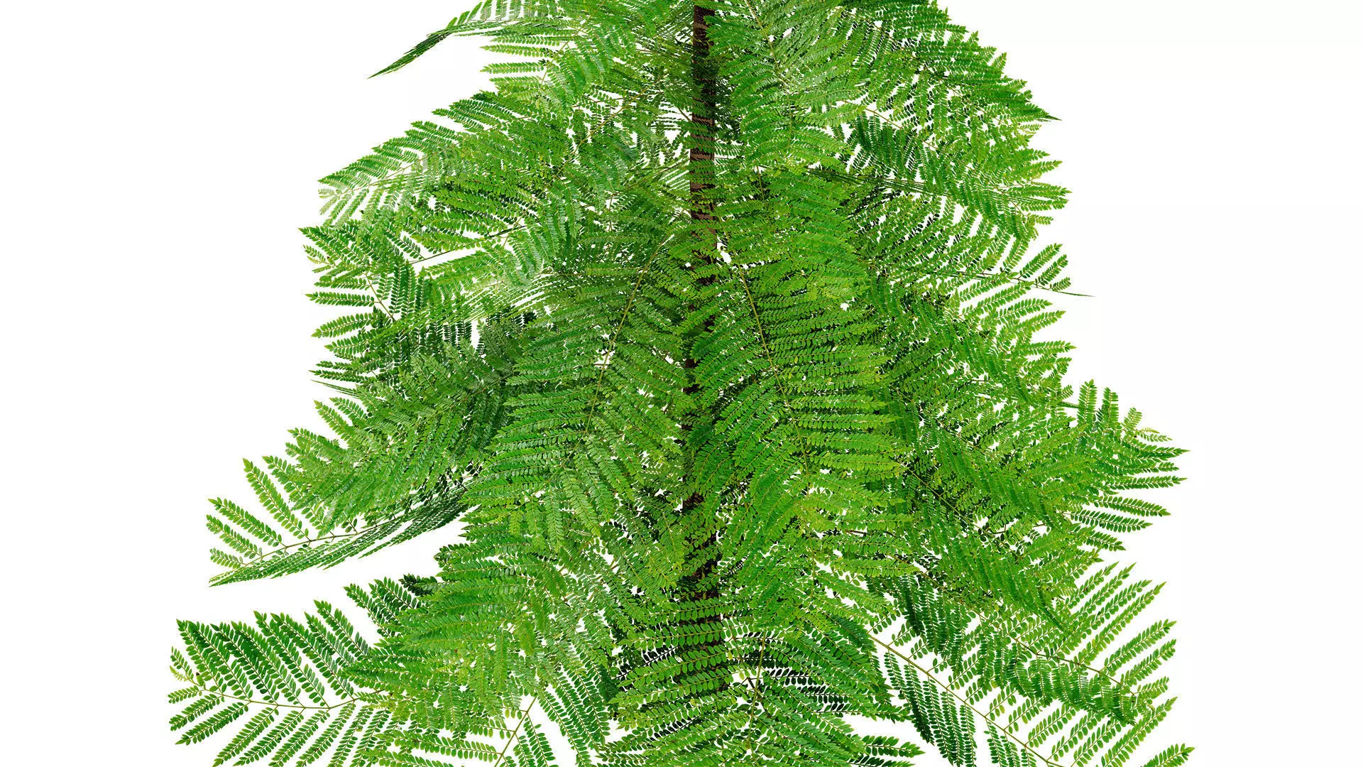 Moroccan Norfolk Island Pine Low-poly 3D model_8