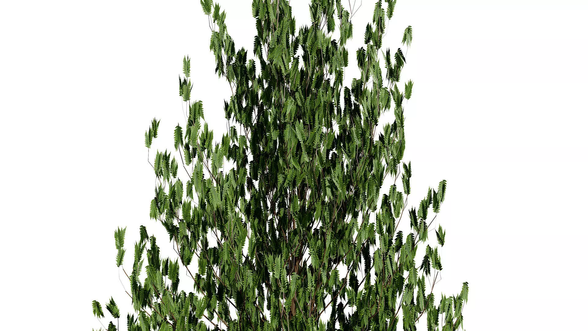 Moroccan Norfolk Island Pine Low-poly 3D model_6