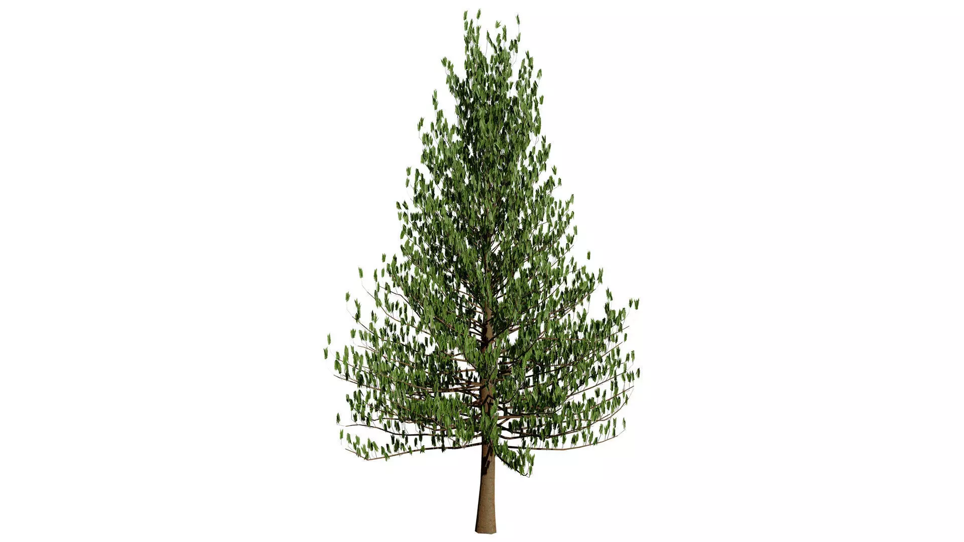 Moroccan Norfolk Island Pine Low-poly 3D model_5