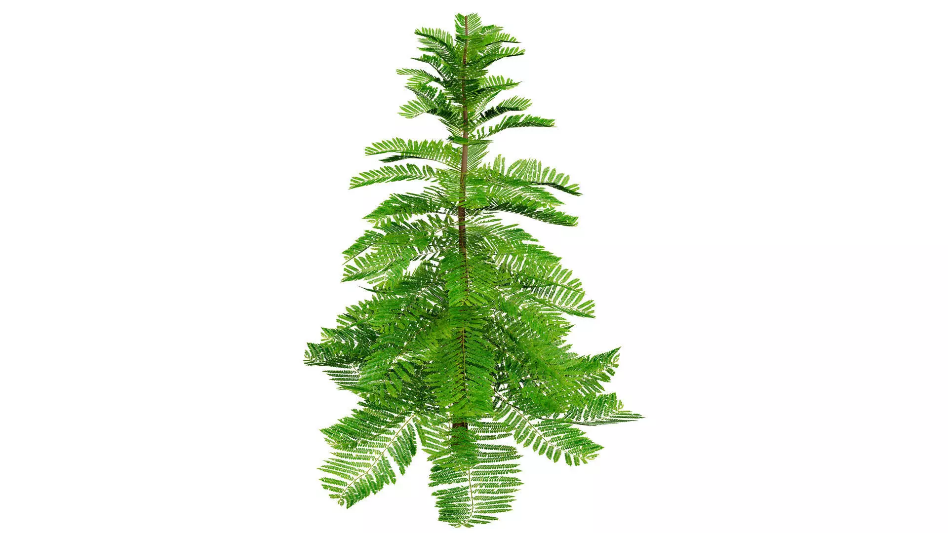 Moroccan Norfolk Island Pine Low-poly 3D model_7