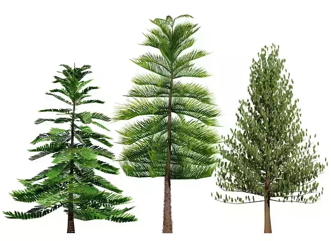 Moroccan Norfolk Island Pine