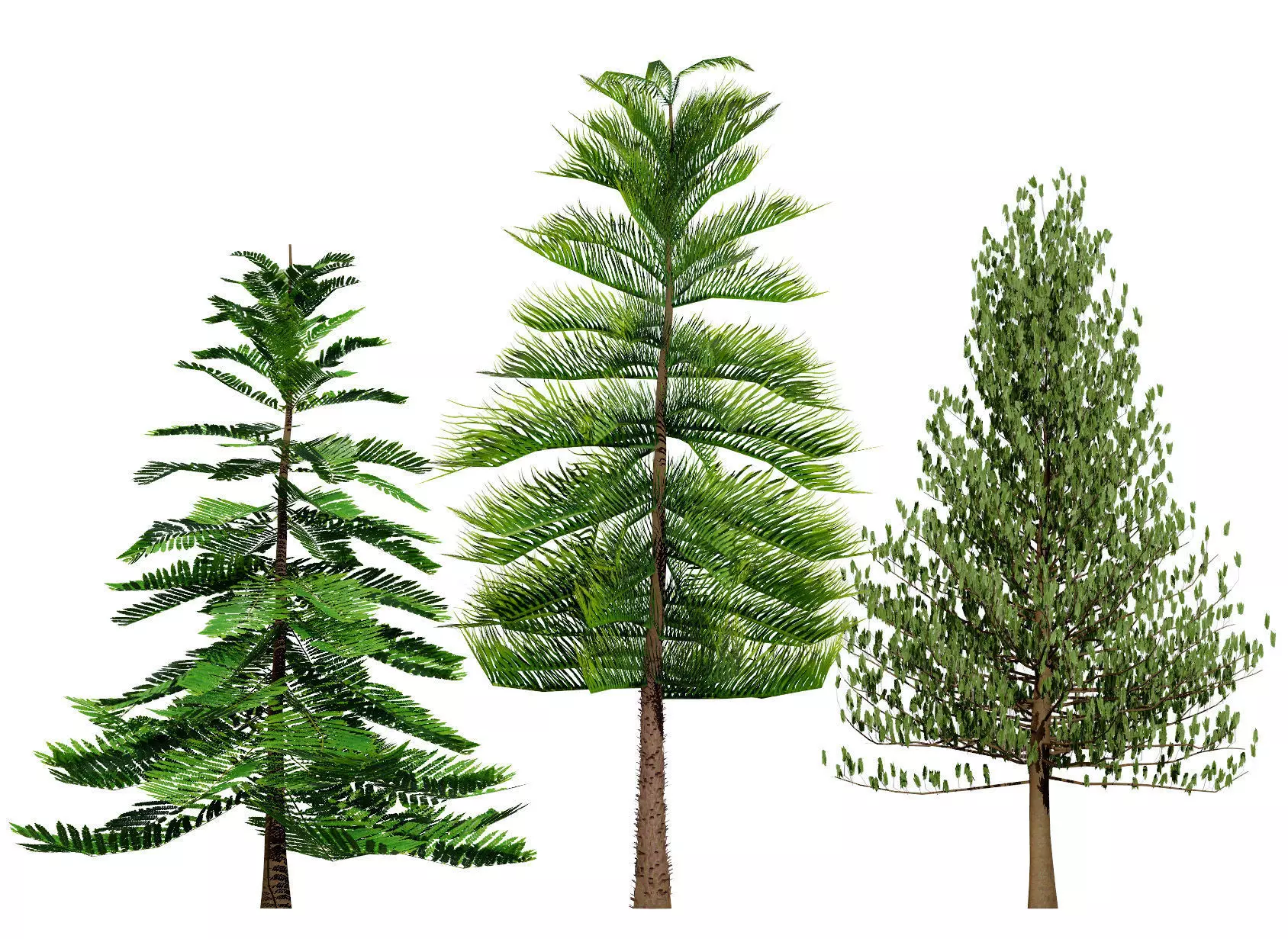 Moroccan Norfolk Island Pine Low-poly 3D model_0