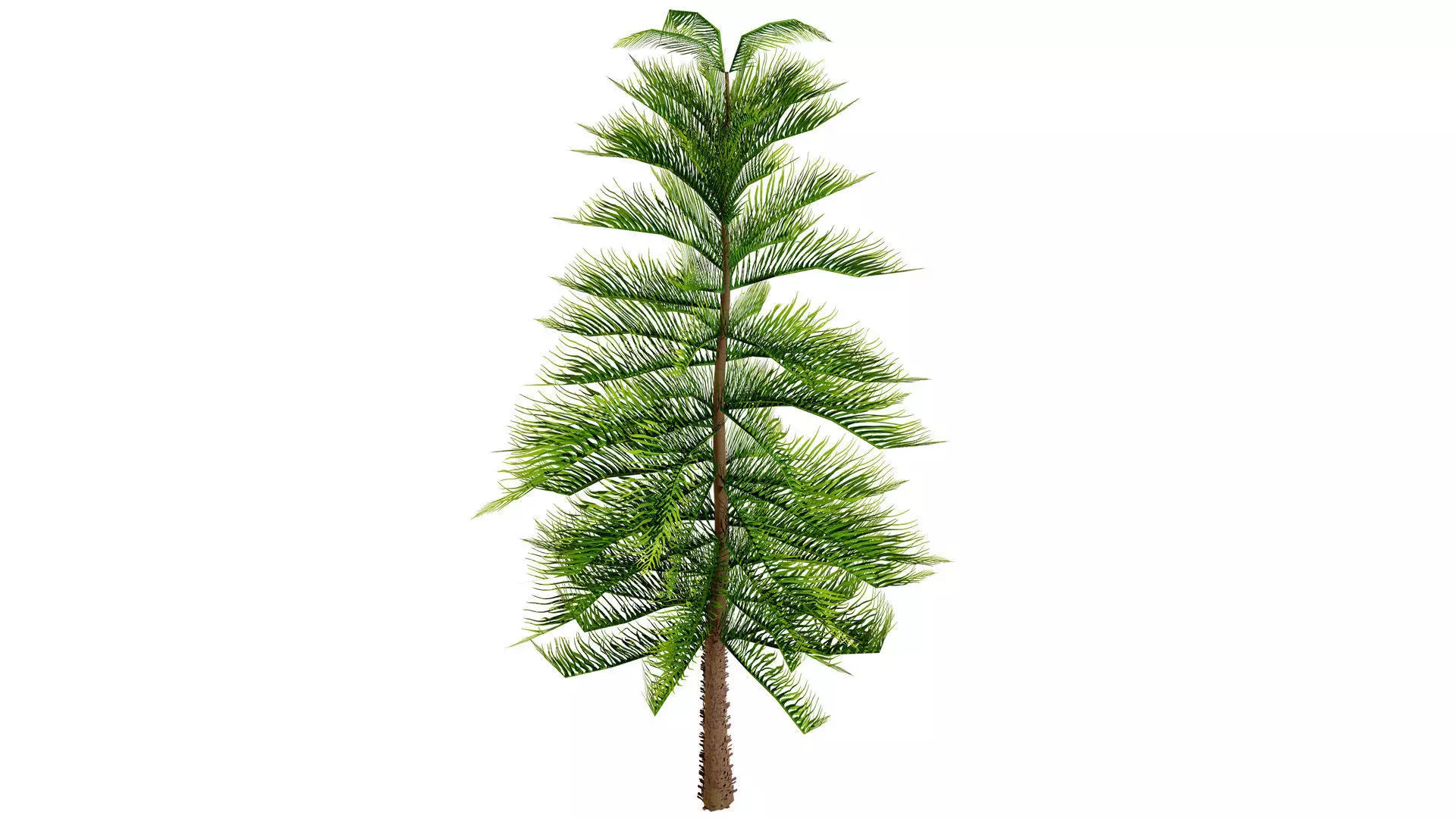 Moroccan Norfolk Island Pine Low-poly 3D model_9