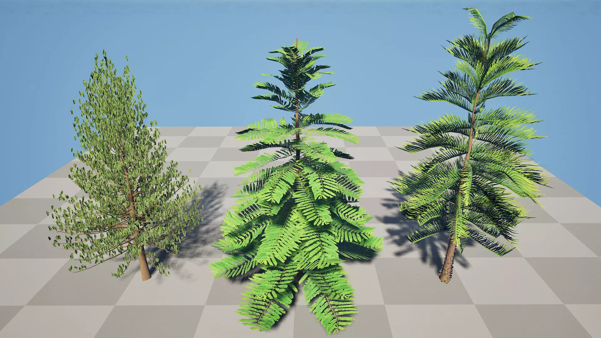 Moroccan Norfolk Island Pine Low-poly 3D model_3