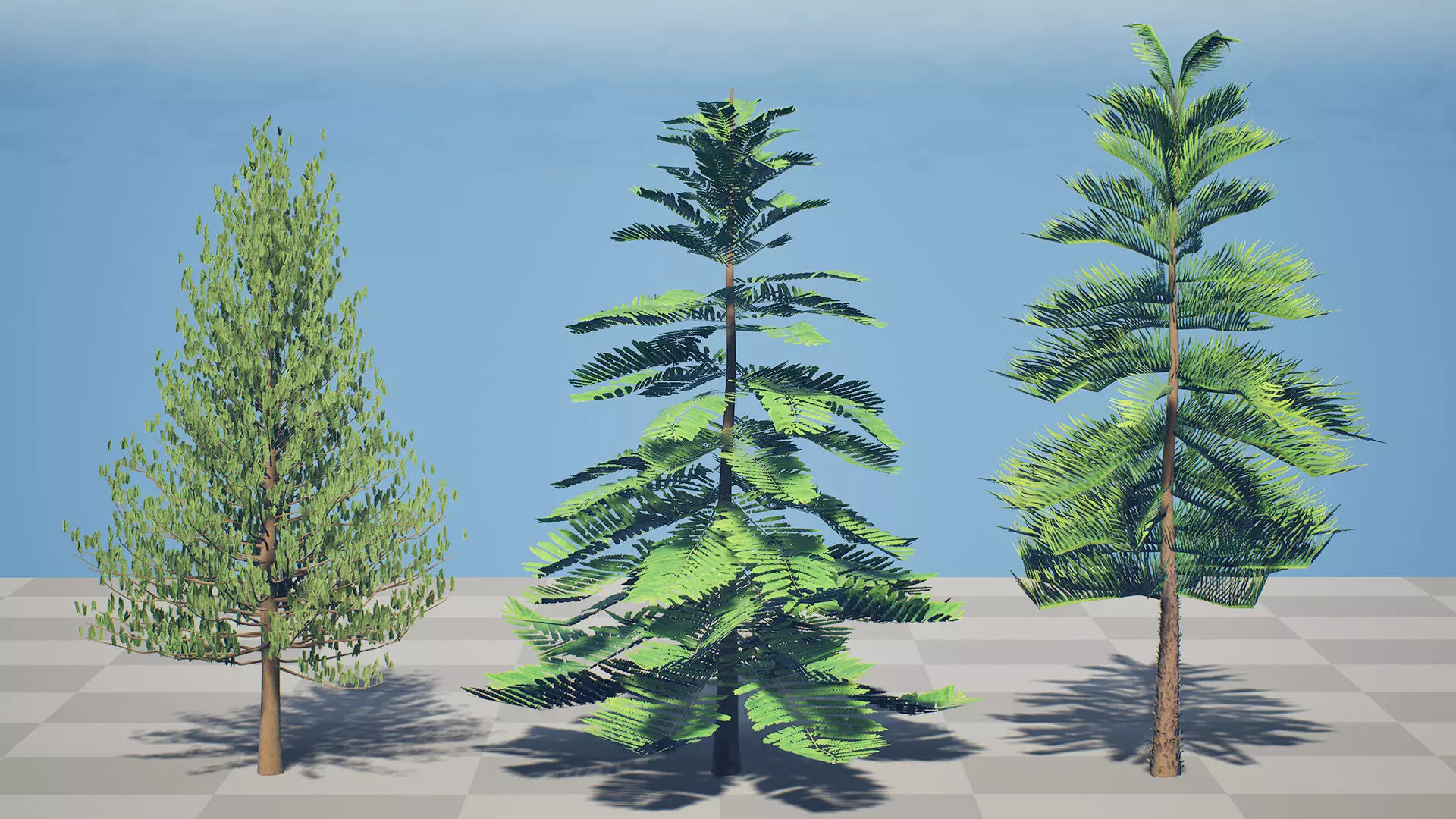 Moroccan Norfolk Island Pine Low-poly 3D model_2