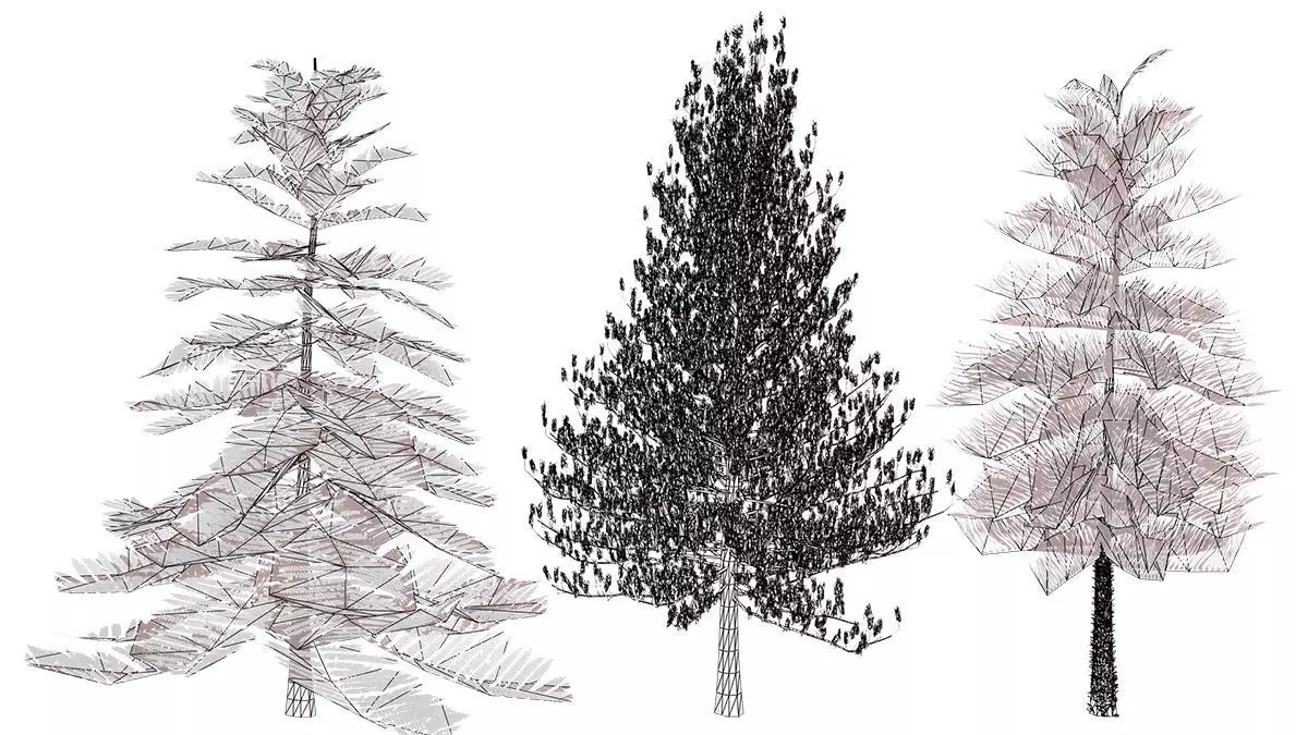 Moroccan Norfolk Island Pine Low-poly 3D model_11