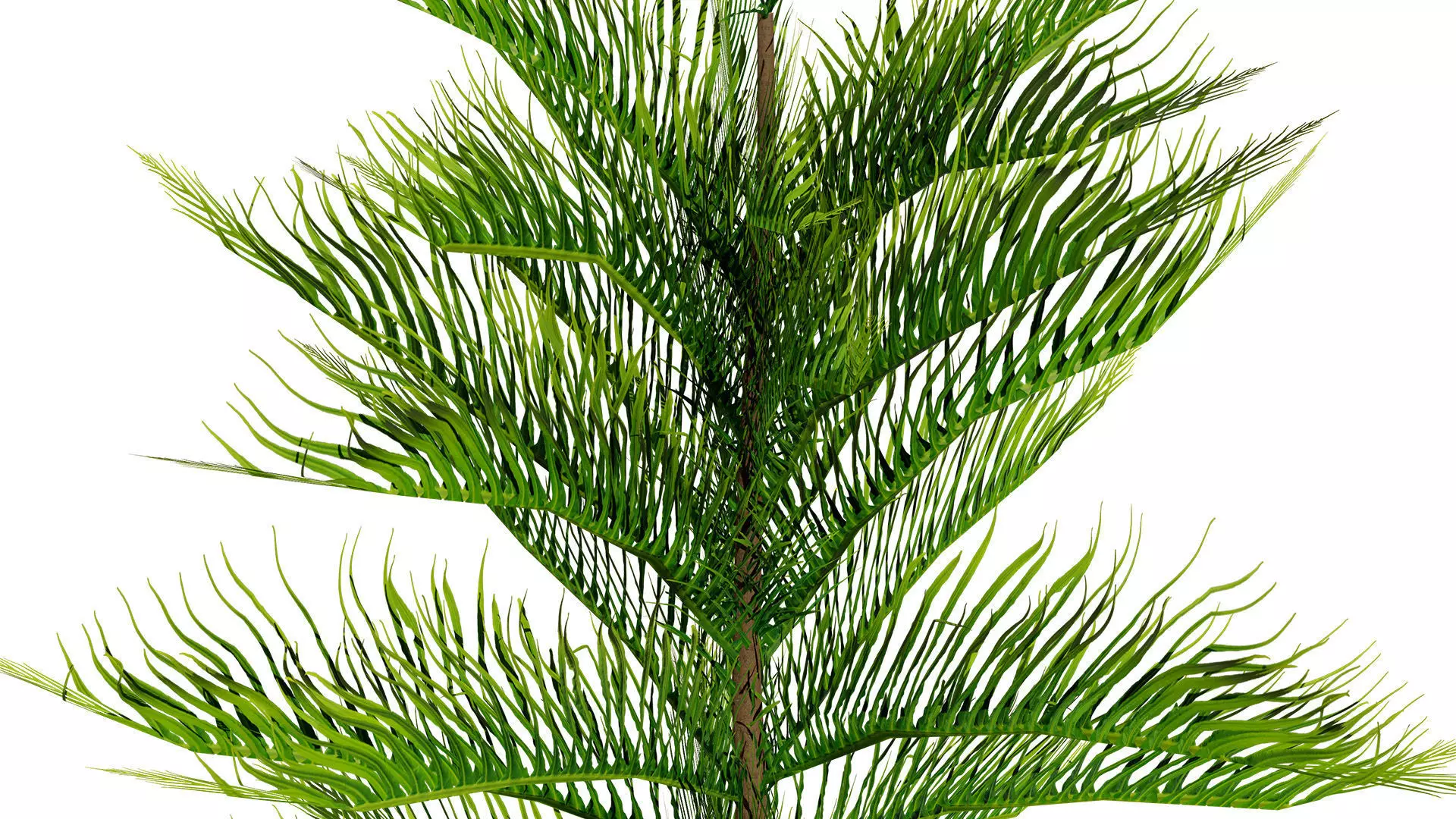 Moroccan Norfolk Island Pine Low-poly 3D model_10