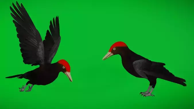 European Black Woodpecker