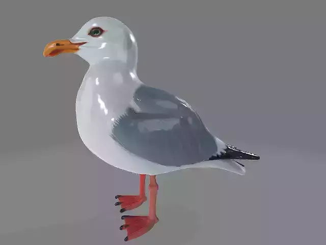 seagull