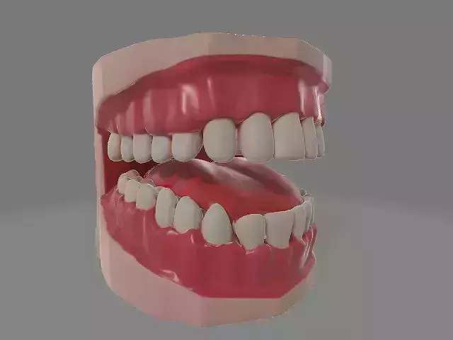 Teeth and tongue