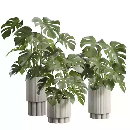 Monstera Deliciosa Pack 3D model