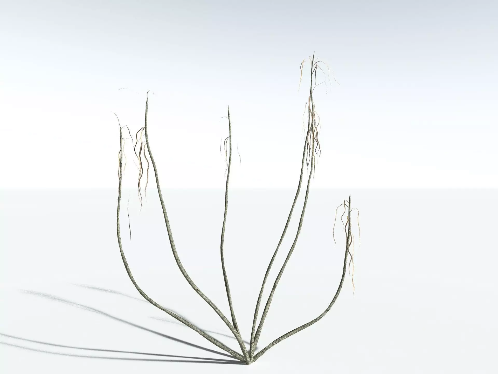 EVERYPlant Scrub Breadfruit LowPoly Low-poly 3D model_18